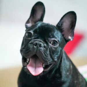 french bulldog puppies for sale