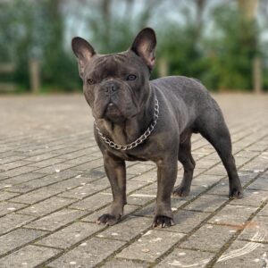 frenchie Rhode Island