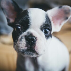 Close-up of a cute French Bulldog puppy captured indoors with soft focus.
