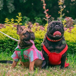 french bulldog puppies for adoption near me