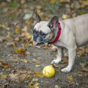 french bulldog puppies near me
