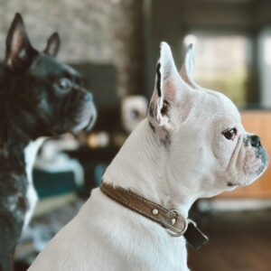 french bulldog puppies price range
