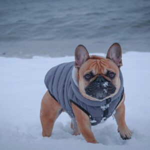 french bulldog puppies price