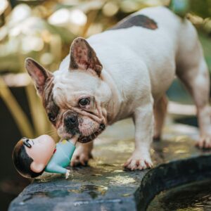 french bulldog puppies for sale $200