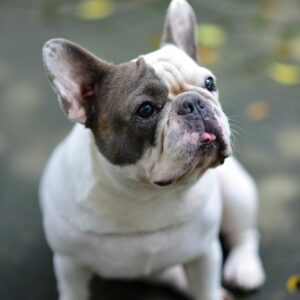 french bulldog Wyoming
