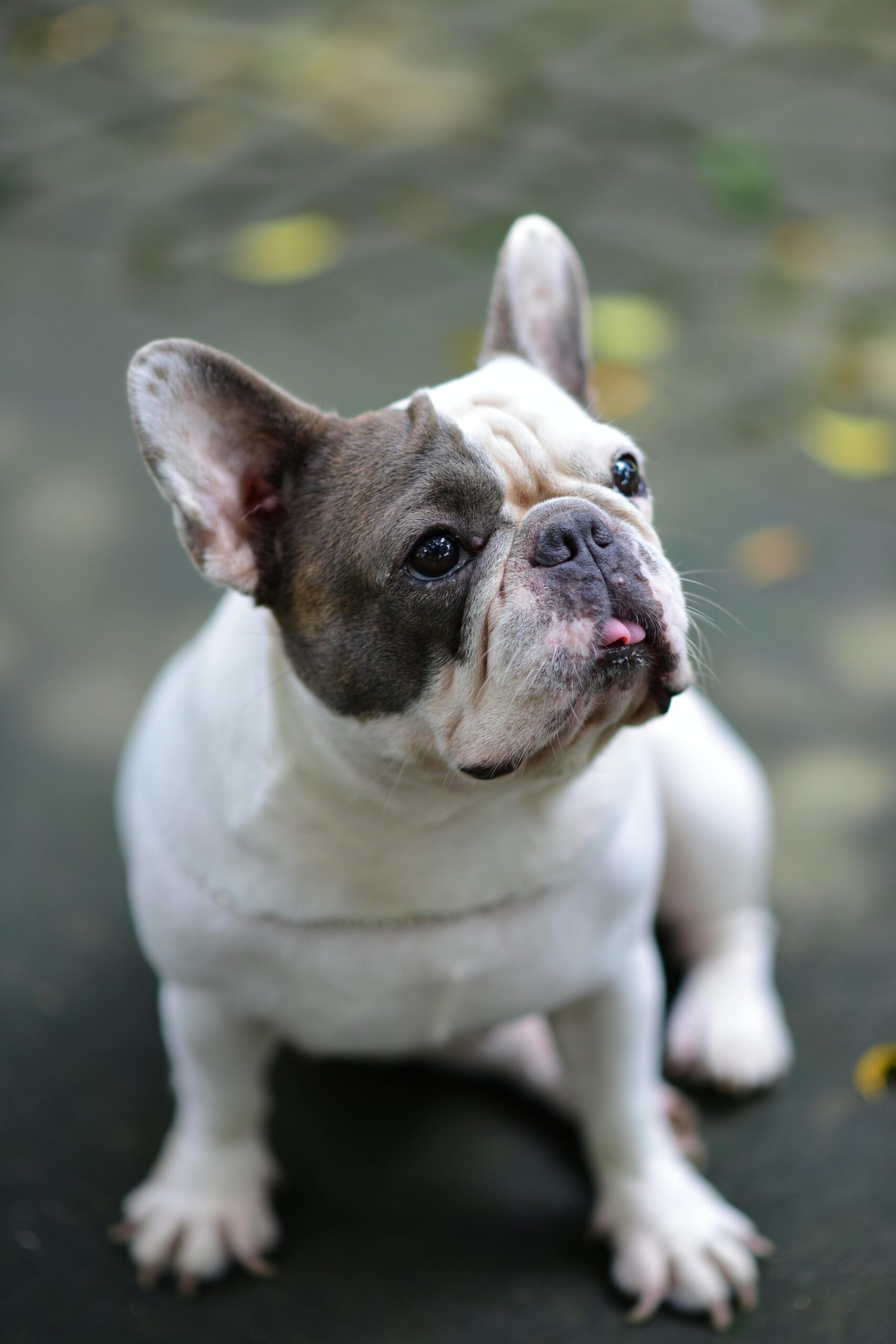 dkc french bulldog