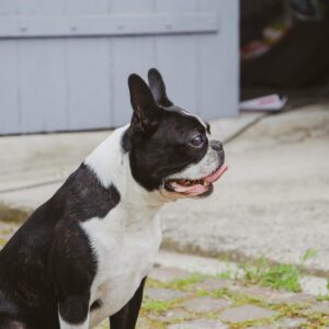 Blue French Bulldog for sale