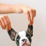 Cute French Bulldog puppy with ears lifted by hands against a white background.
